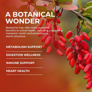 Rooted Berberine HCL 98% with Ceylon Cinnamon (Daalchini) 750mg Herbal Capsules for Metabolic Support, Liver Detox, Antioxidants – 60 Veg Caps