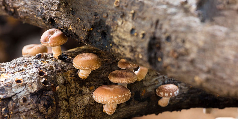 Shiitake Super Mushroom: The Modern Superfood to support Skin & Hair health