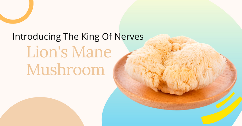 Introducing The King Of Nerves: Lion's Mane Mushroom