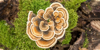 Why do we still talk about Turkey Tail even after 3000 years