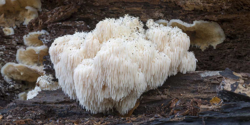 Lion’s Mane Mushroom: A Natural Turbo Shot for your Brain