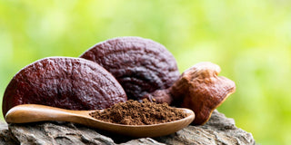 Mushroom Extract Powders Generate Healthy Halo