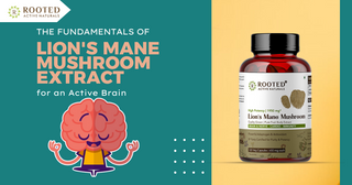 The Fundamentals of Lion's Mane Mushroom Extract for an Active Brain