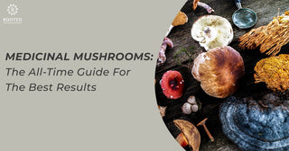 Medicinal Mushrooms: The All-Time Guide For The Best Results