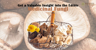 Get a Valuable Insight into the Edible, Medicinal Fungi