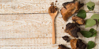 Chaga Mushroom Benefits & who should consume it