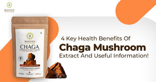 4 Key Health Benefits Of Chaga Mushroom Extract And Useful Information!