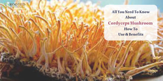 All You Need To Know About  Cordyceps Mushroom - How To Use & Benefits