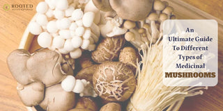 An Ultimate Guide To Different Types of Medicinal Mushrooms