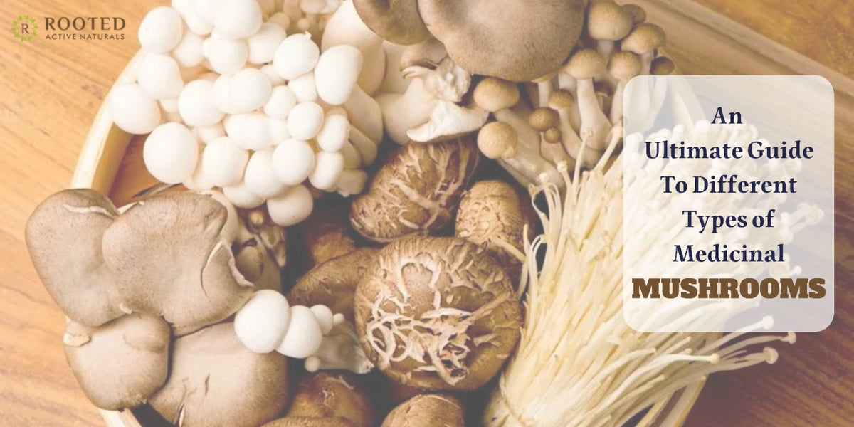 An Ultimate Guide To Different Types of Medicinal Mushrooms Rooted