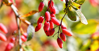 Berberine for Weight Loss: Is It Really 'Nature's Ozempic'?