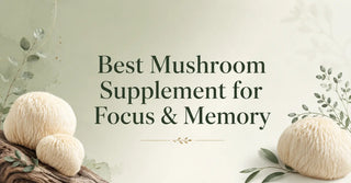 Best Mushroom Supplement for Focus & Memory