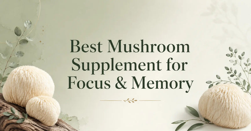 Best Mushroom Supplement for Focus & Memory
