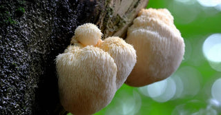 Lion's Mane Side Effects: What's Normal, What's Rare and Who Should Avoid It