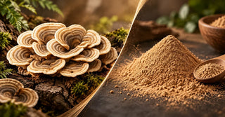 Turkey Tail vs Reishi: Which Mushroom Is Better for Immunity?
