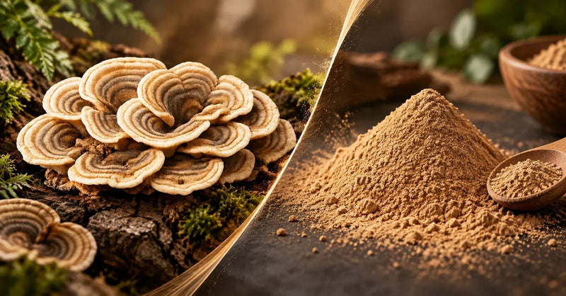 Turkey Tail vs Reishi: Which Mushroom Is Better for Immunity?