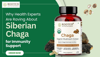 Why Health Experts Are Raving About Siberian Chaga for Immunity Support