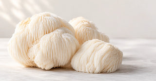 Lion's Mane for Students: Focus, Memory & Exam Season