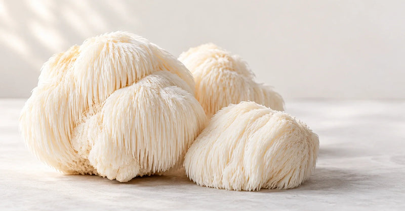 Lion's Mane for Students: Focus, Memory & Exam Season
