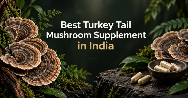 turkey tail mushroom supplements