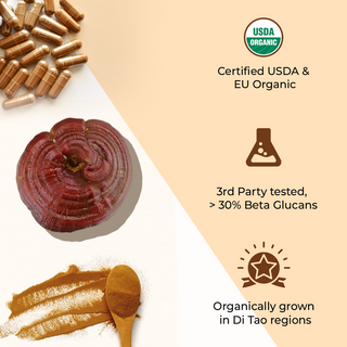 Reishi Mushroom Extract Capsule