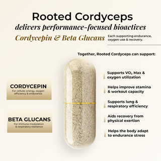 Organic Cordyceps Militaris Extract Capsules | Pure Mushroom Supplement | Lab Tested