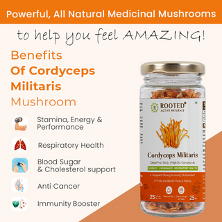 Cordyceps Militaris  Dry