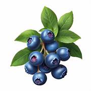 Blueberry