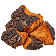 CHAGA