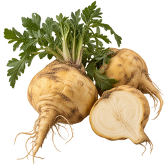 PERUVIAN MACA