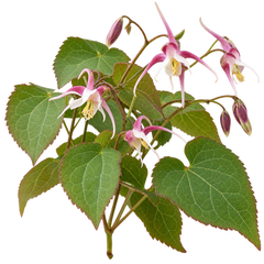 HORNY GOAT WEED