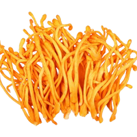 Cordyceps Mushroom