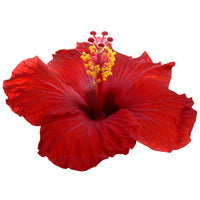 Hibiscus Extract