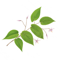 Horny Goat Weed