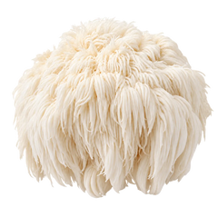 Lion’s Mane Fruiting Body Extract