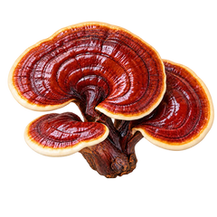 REISHI MUSHROOM EXTRACT