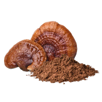 Reishi Mushroom 