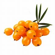 Sea Buckthorn 