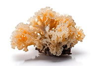 Tremella Mushroom