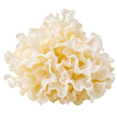 TREMELLA FUCIFORMIS