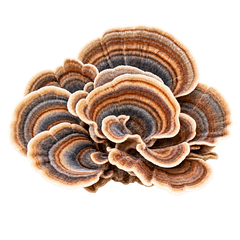 TURKEY TAIL