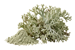  VITAMIN D3 (LICHEN)