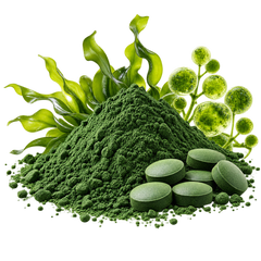 CHLORELLA