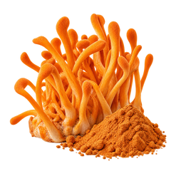 Cordyceps Militaris Extract 