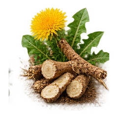 DANDELION ROOT