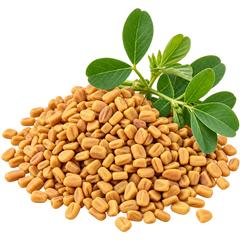 FENUGREEK