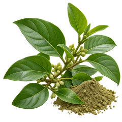 Gymnema Sylvestre 