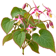 HORNY GOAT WEED
