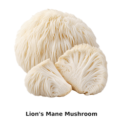 LION’S MANE MUSHROOM