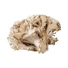 MAITAKE